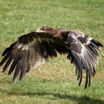 Steppenadler im Tiefflug