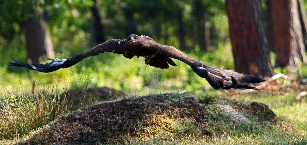 Steppenadler im Tiefflug