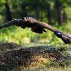 Steppenadler im Tiefflug