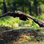 Steppenadler im Tiefflug