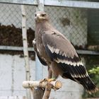 Steppenadler im Vogelpark Schotten