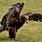 Steppenadler in Bewegung