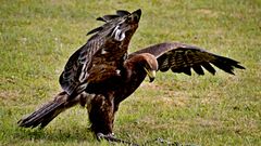 Steppenadler in Bewegung