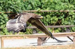 Steppenadler in der Flugschow Falknerei Schillingsfürst