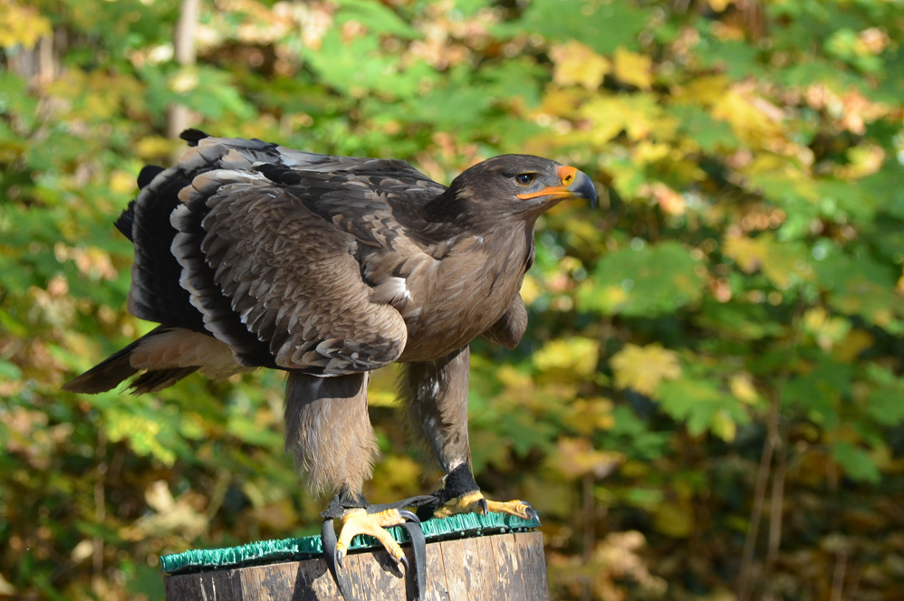 Steppenadler in der tiefstehenden Herbstsonne