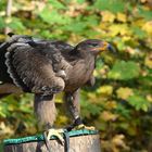 Steppenadler in der tiefstehenden Herbstsonne