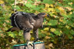 Steppenadler in der tiefstehenden Herbstsonne