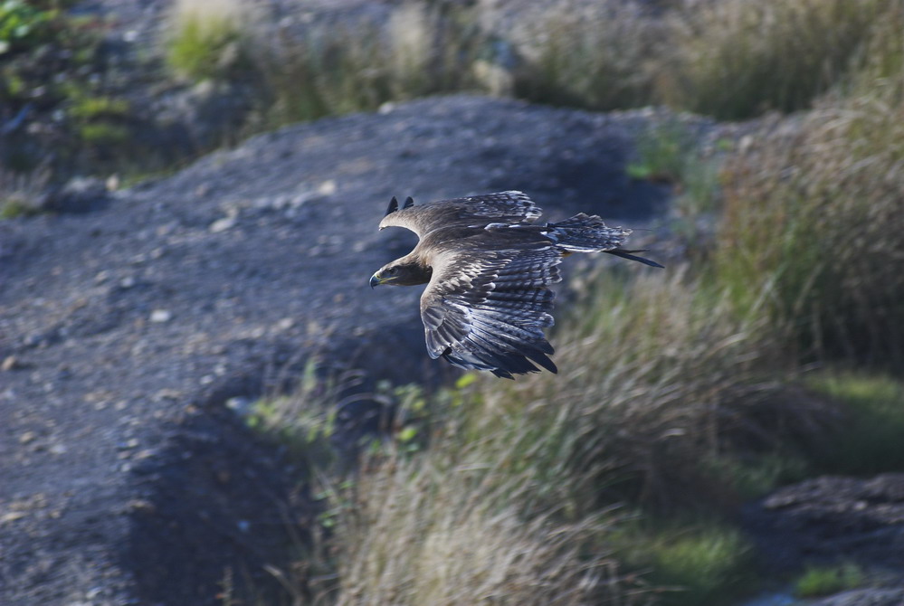 Steppenadler in der Tonkuhle 2