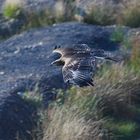 Steppenadler in der Tonkuhle 2