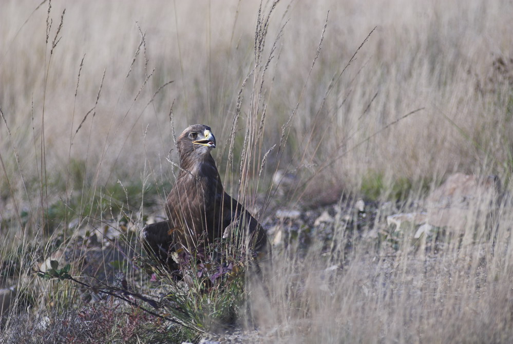 Steppenadler in der Tonkuhle 3