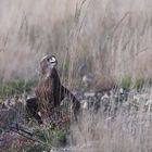 Steppenadler in der Tonkuhle 3