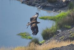 Steppenadler in der Tonkuhle