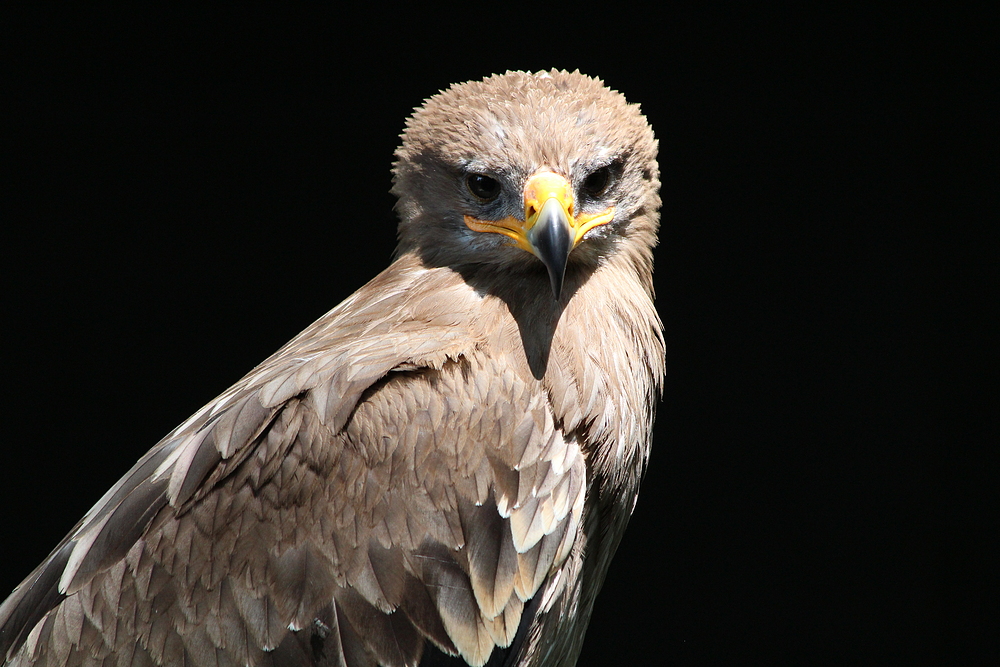 Steppenadler in Falknerei Schillingsfürst