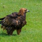 Steppenadler in voller Grösse  Reload