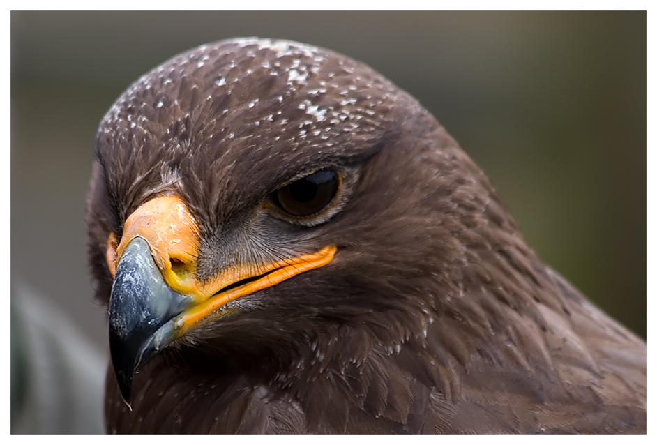 Steppenadler mal ganz Nah