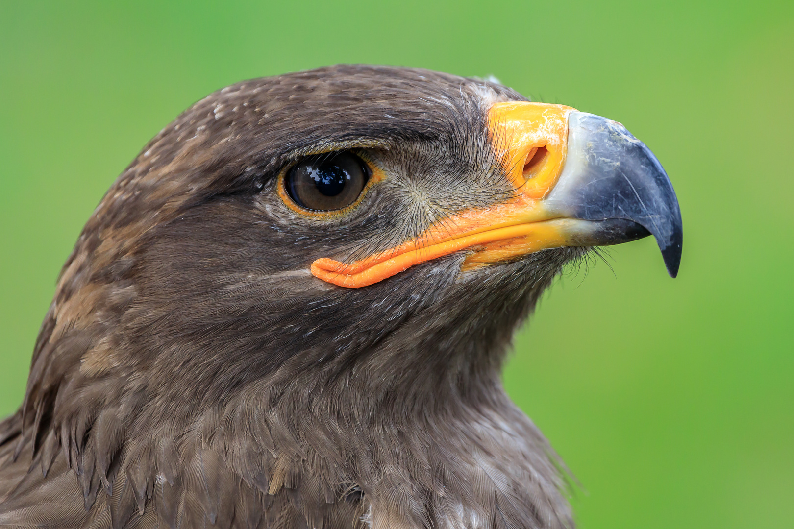 Steppenadler "Masha"