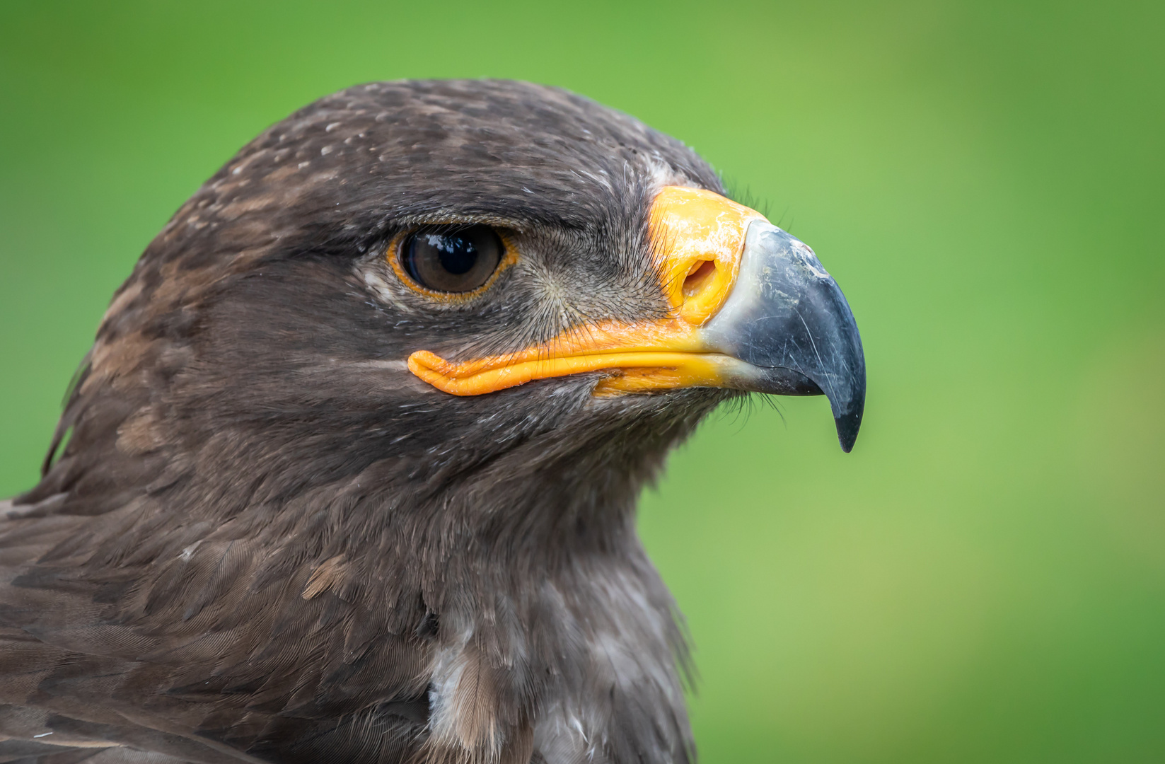 Steppenadler "Masha"