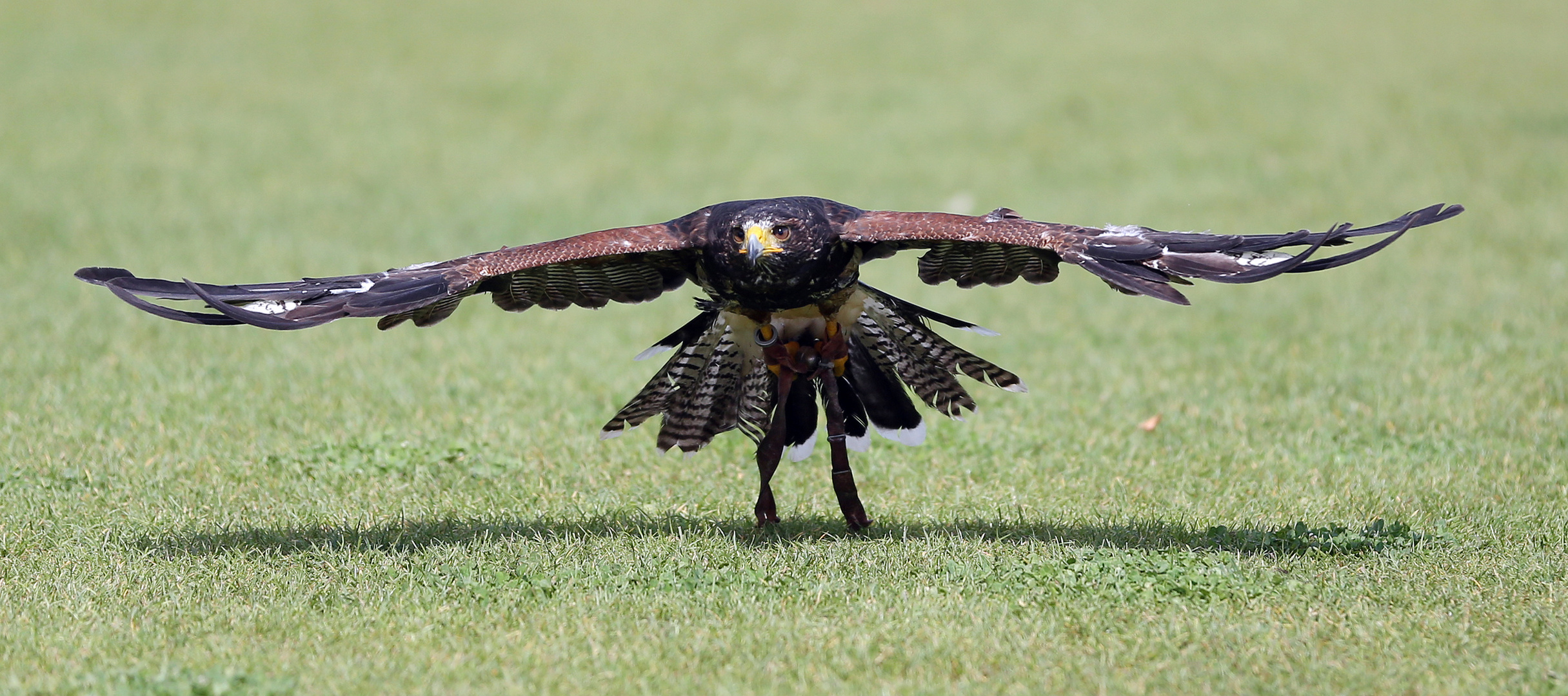 Steppenadler mit ....