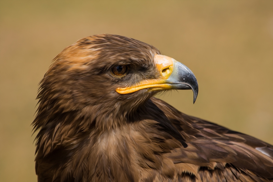 Steppenadler Porträt