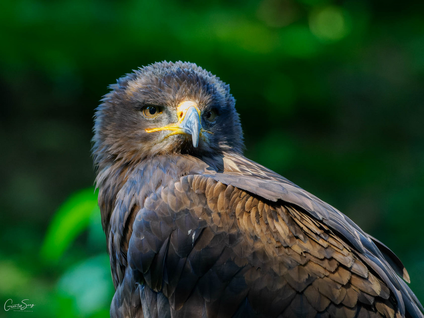 Steppenadler Portrait 