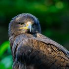 Steppenadler Portrait 