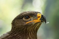 Steppenadler Portrait