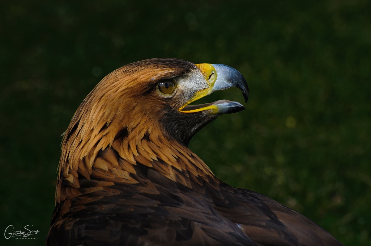 Steppenadler Portrait