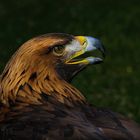 Steppenadler Portrait