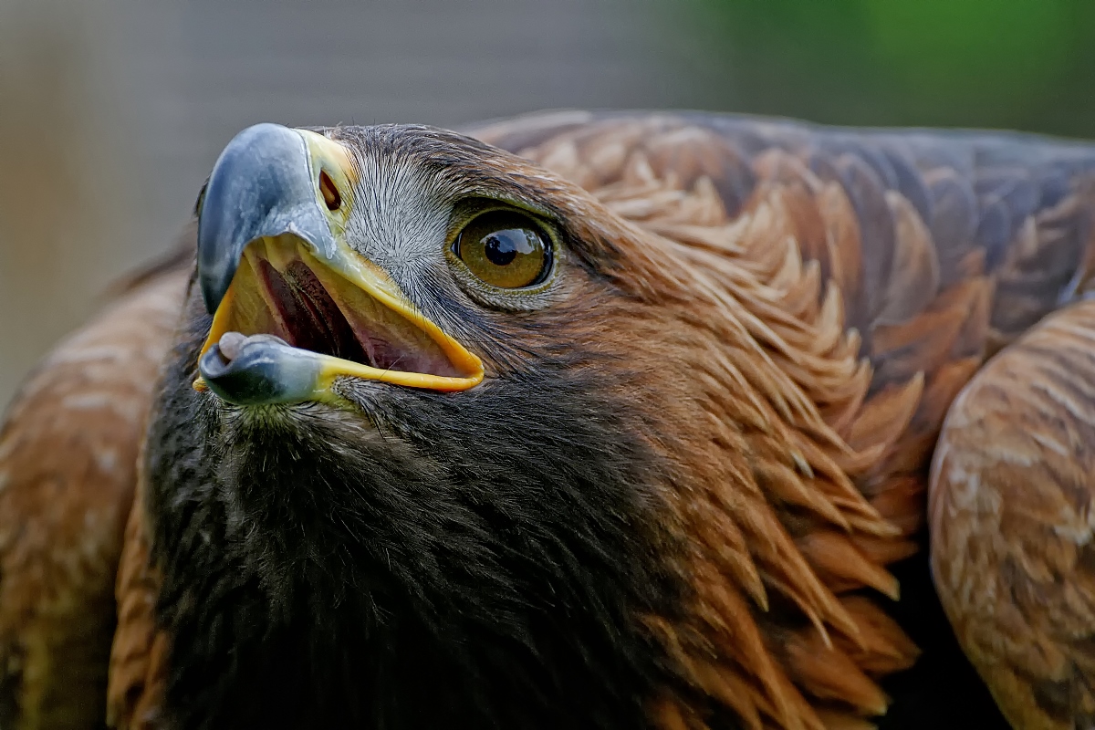 Steppenadler Portrait