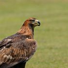 Steppenadler Portrait