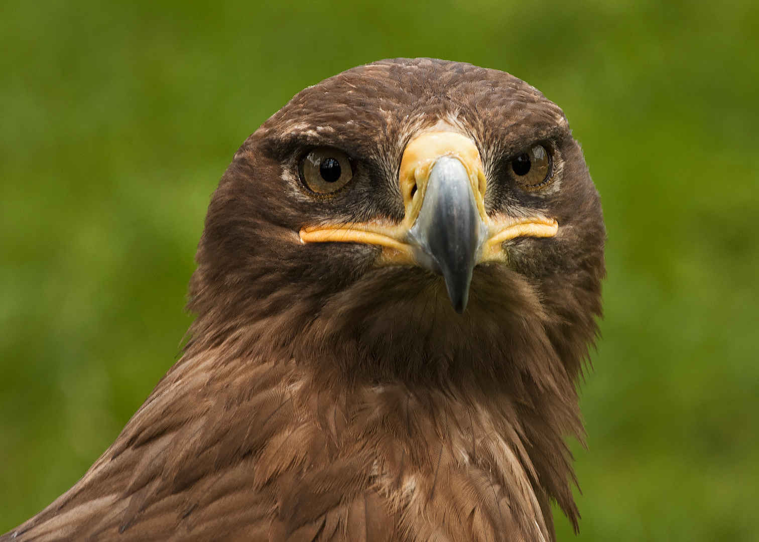 Steppenadler-Portrait 