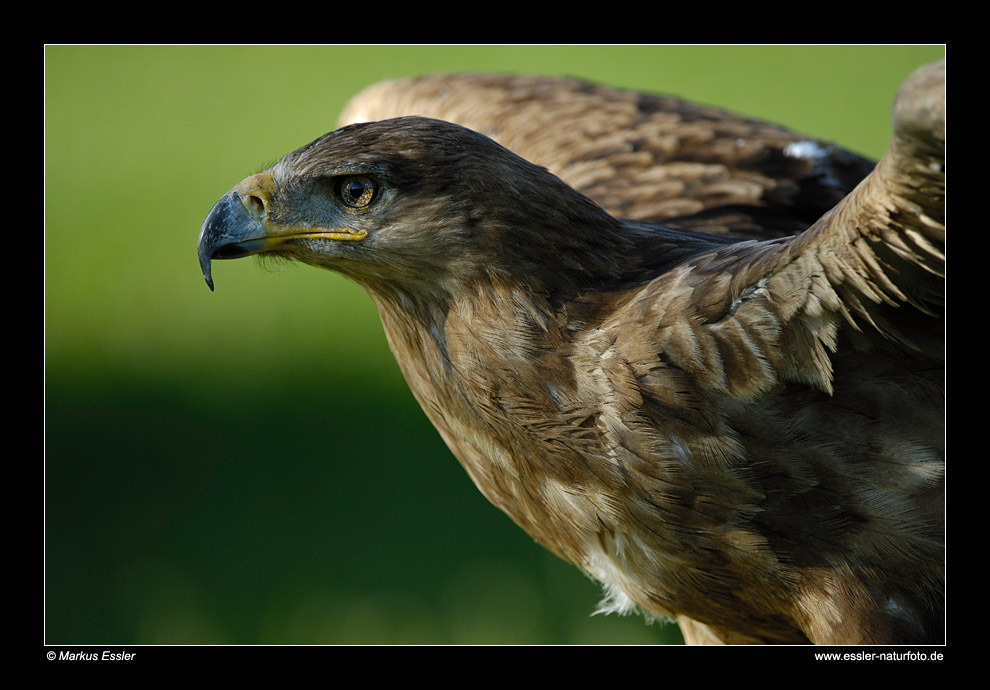 Steppenadler (Portrait) • Freisen, Saarland, Deutschland (25-21621)