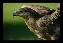 Steppenadler (Portrait) • Freisen, Saarland, Deutschland (25-21621)