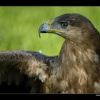 Steppenadler (Portrait) • Freisen, Saarland, Deutschland (25-21622)