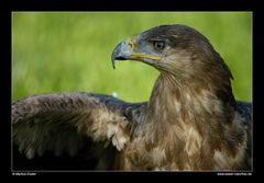 Steppenadler (Portrait) • Freisen, Saarland, Deutschland (25-21622)