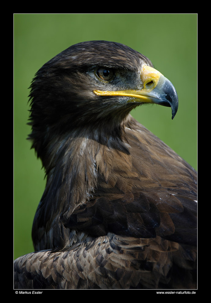 Steppenadler (Portrait) • Freisen, Saarland, Deutschland (25-21627)