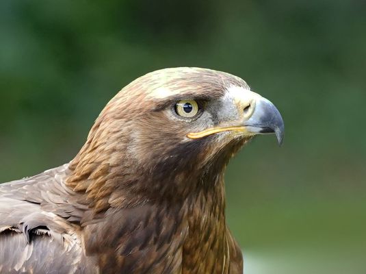 Steppenadler-Profil