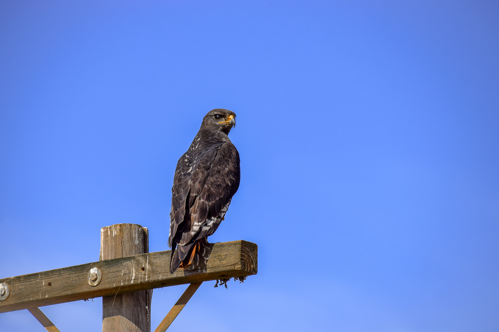 Steppenadler Südafrika