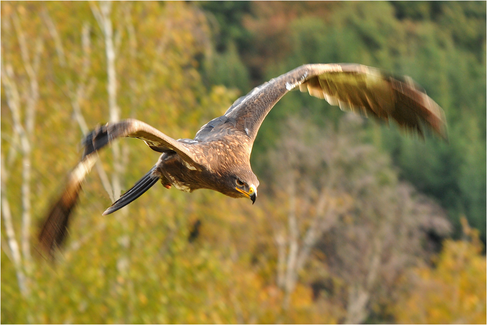 Steppenadler über herbstlichem Wald