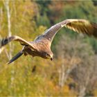 Steppenadler über herbstlichem Wald