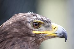 Steppenadler Vogelpark Schotten