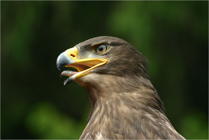 Steppenadler (war: Steinadler, aber ich bin ja doof ;) ...)