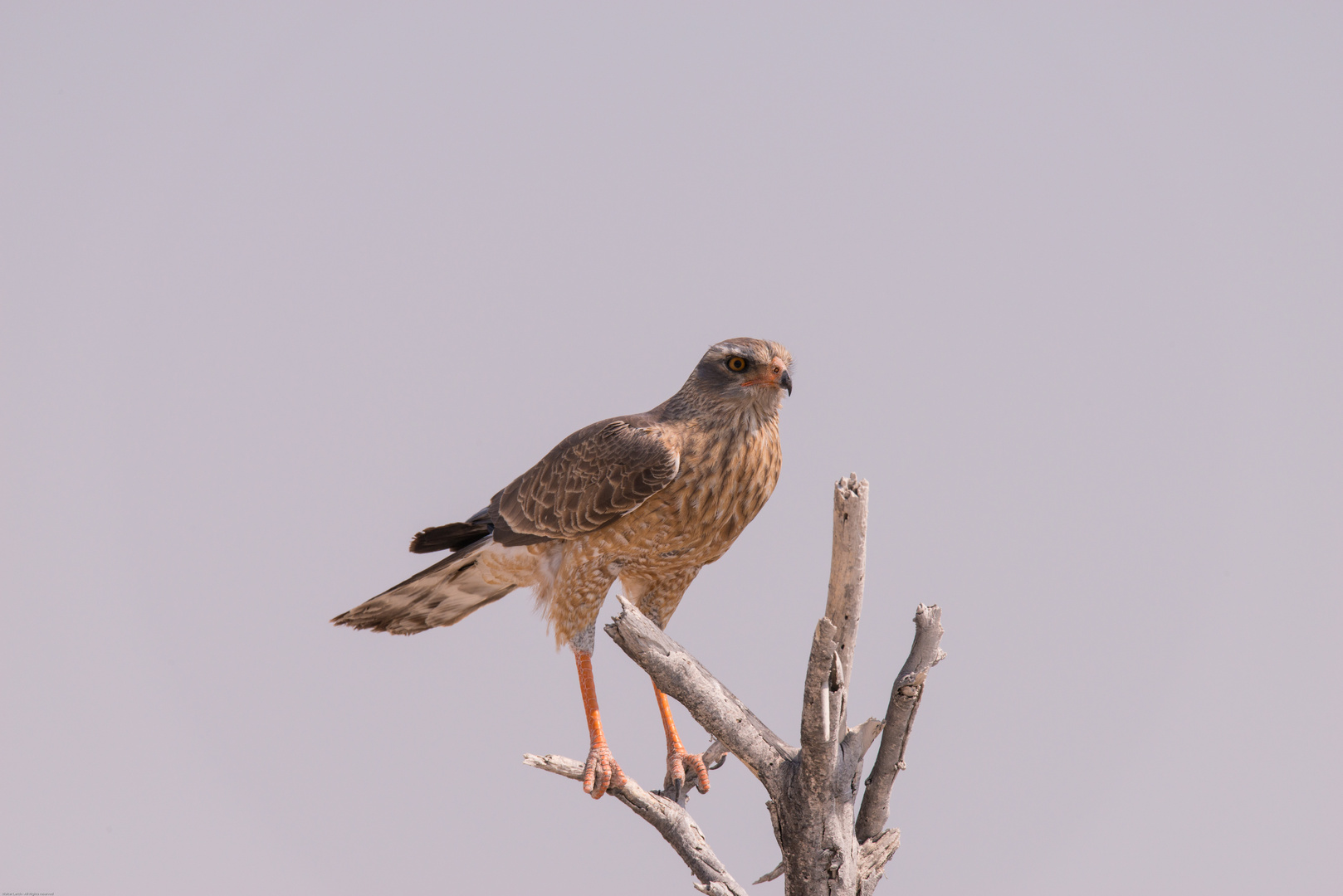 Steppenbussard