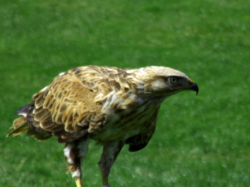 steppenbussard