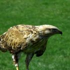 steppenbussard