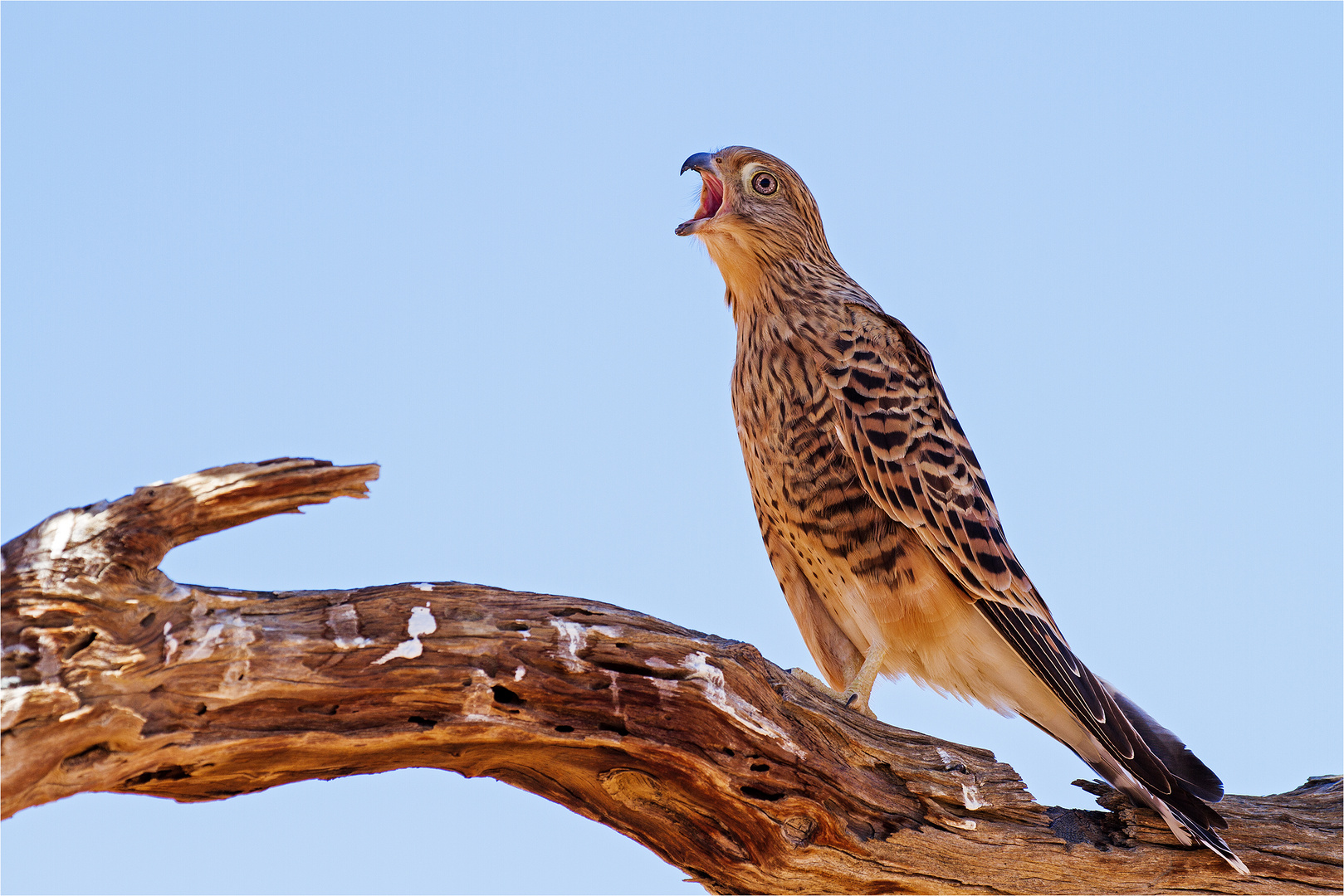 Steppenfalke