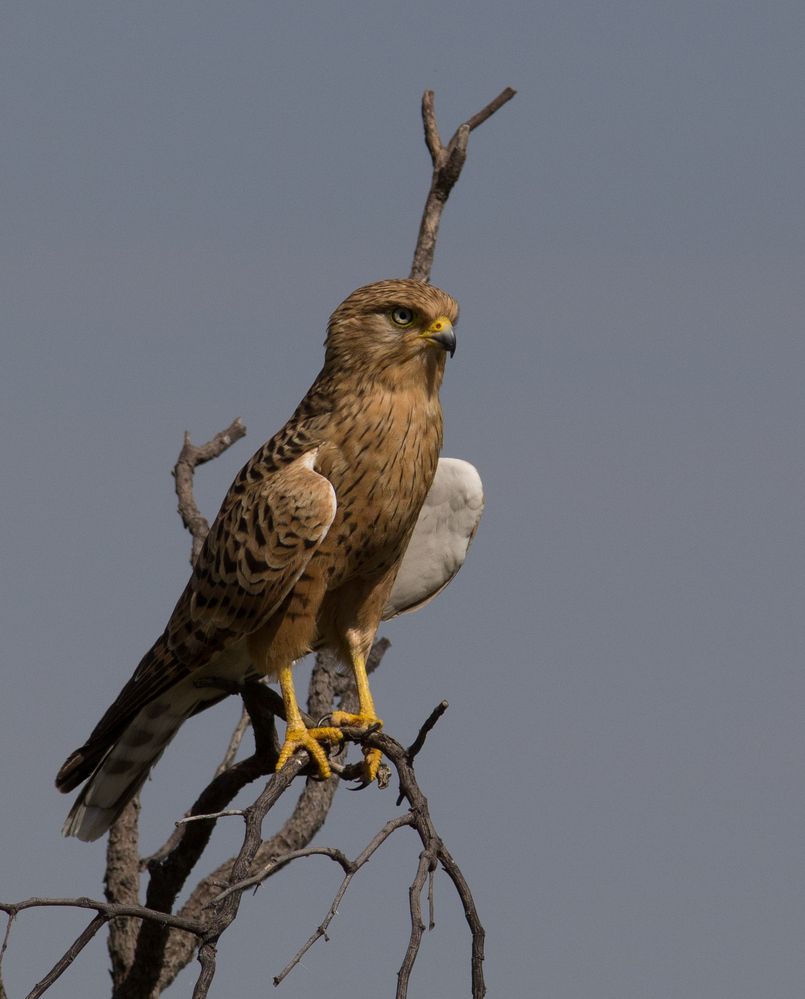 Steppenfalke - Greater Kestrel