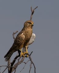 Steppenfalke - Greater Kestrel