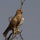 Steppenfalke - Greater Kestrel