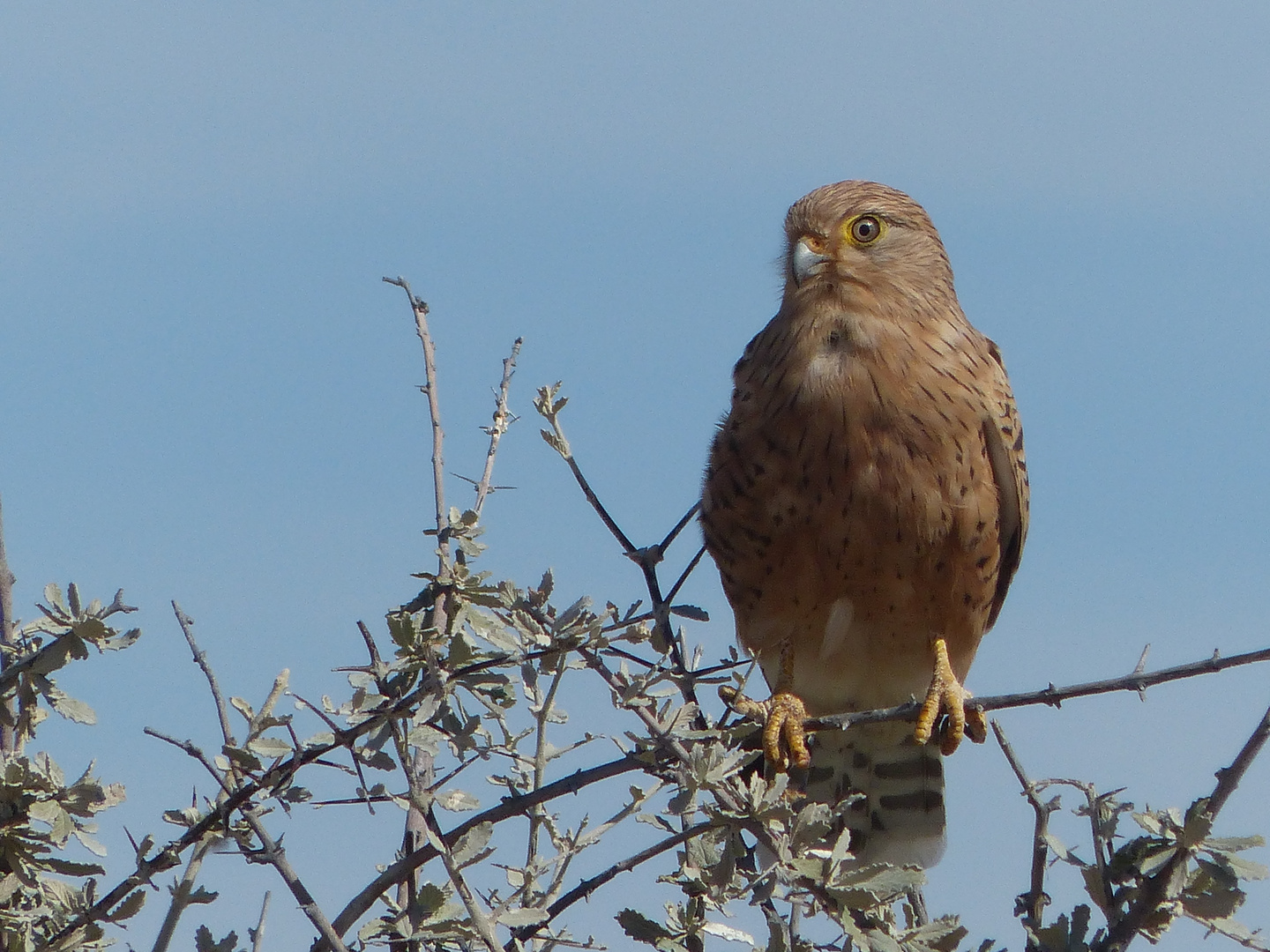 Steppenfalke im  Etosha